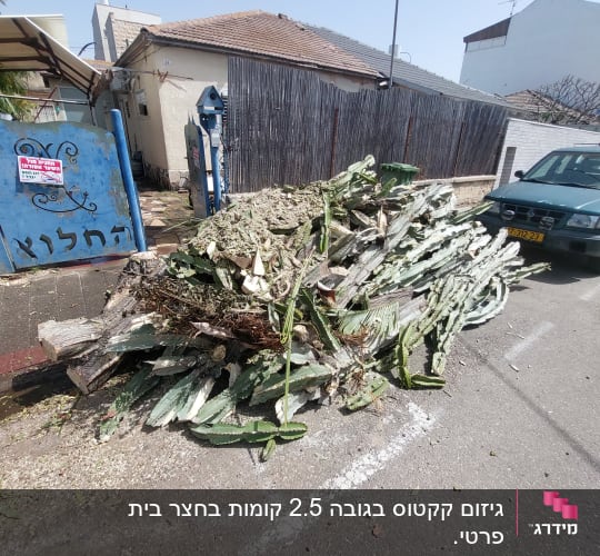 ערימת גזם קקטוסים לאחר גיזום ברחוב